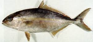 Image result for Seriola dumerili