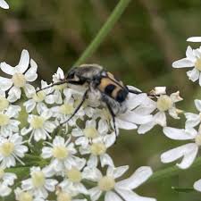 Attēlu rezultāti vaicājumam “Trichius fasciatus imago”