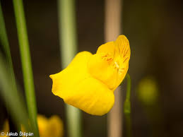 Attēlu rezultāti vaicājumam “Utricularia intermedia bud”