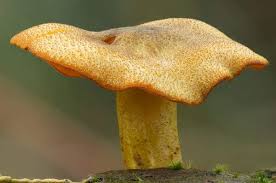 Attēlu rezultāti vaicājumam “Tricholomopsis decora”