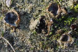 Attēlu rezultāti vaicājumam “Geopora arenicola”