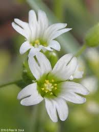 Attēlu rezultāti vaicājumam “Enteridium corticatum young”