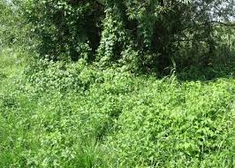 Attēlu rezultāti vaicājumam “Rubus caesius”