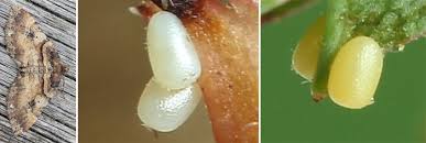 Attēlu rezultāti vaicājumam “Earophila badiata”