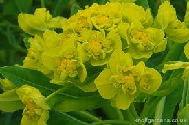 Attēlu rezultāti vaicājumam “Euphorbia palustris flower”