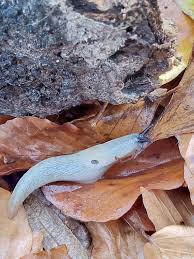 Attēlu rezultāti vaicājumam “Krynickillus melanocephalus”