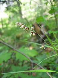 Attēlu rezultāti vaicājumam “Melica nutans flower”