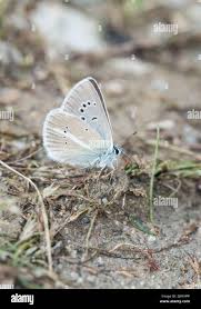 Attēlu rezultāti vaicājumam “Agrodiaetus damon”