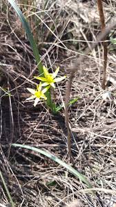 Attēlu rezultāti vaicājumam “Gagea pratensis”