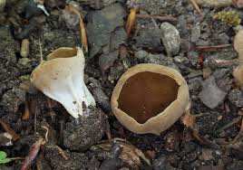 Attēlu rezultāti vaicājumam “Helvella acetabulum”