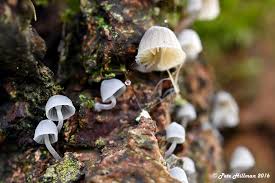 Attēlu rezultāti vaicājumam “Mycena filopes”
