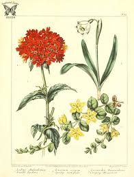 Attēlu rezultāti vaicājumam “Silene chalcedonica fruit”