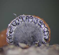 Attēlu rezultāti vaicājumam “Hypoxylon multiforme”