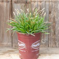 Attēlu rezultāti vaicājumam “Sesleria caerulea fruit”