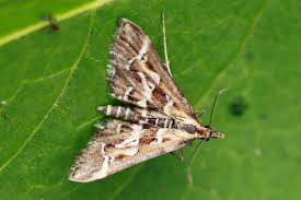 Attēlu rezultāti vaicājumam “Diasemia reticularis”