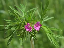 Attēlu rezultāti vaicājumam “Geranium dissectum leaf”
