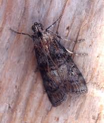 Attēlu rezultāti vaicājumam “Phycita roborella”