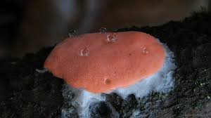 Attēlu rezultāti vaicājumam “Dictydiaethalium plumbeum young”