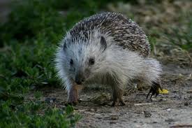 Attēlu rezultāti vaicājumam “Erinaceus roumanicus”