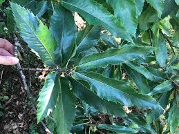 Attēlu rezultāti vaicājumam “Castanea sativa  leaf”