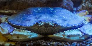 Image result for Metacarcinus magister