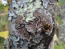 Attēlu rezultāti vaicājumam “Physconia distorta”