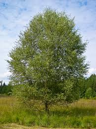 Attēlu rezultāti vaicājumam “Betula pubescens flower”