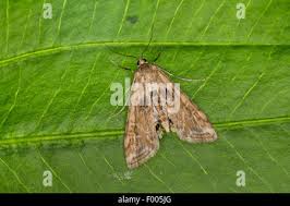 Attēlu rezultāti vaicājumam “Cataclysta lemnata”