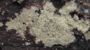 Attēlu rezultāti vaicājumam “Lecanora conizaeoides”