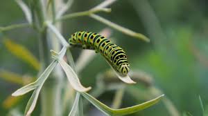 Attēlu rezultāti vaicājumam “Papilio machaon larva”