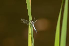Attēlu rezultāti vaicājumam “Orthetrum brunneum”