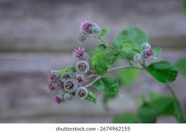 Attēlu rezultāti vaicājumam “Arctium tomentosum flower”