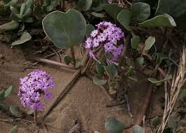 Attēlu rezultāti vaicājumam “Aphelia viburniana”