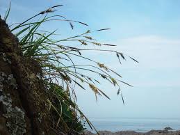 Attēlu rezultāti vaicājumam “Carex chordorhiza”