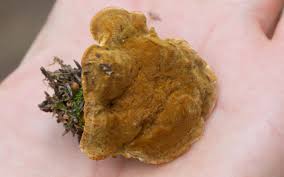 Attēlu rezultāti vaicājumam “Onnia tomentosa”