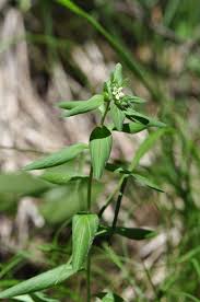 Attēlu rezultāti vaicājumam “Lithospermum officinale”