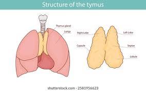 Image result for Thymus