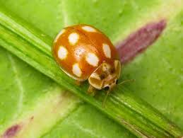 Attēlu rezultāti vaicājumam “Calvia decemguttata”