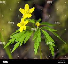 Attēlu rezultāti vaicājumam “Anemone ranunculoides leaf”