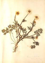 Attēlu rezultāti vaicājumam “Ranunculus bulbosus”