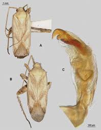 Attēlu rezultāti vaicājumam “Phytocoris sp.”