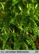 Attēlu rezultāti vaicājumam “Isothecium alopecuroides sporophyte”