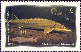 Image result for Acipenser oxyrinchus oxyrinchus