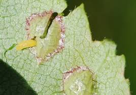 Attēlu rezultāti vaicājumam “Acalitus longisetosus”