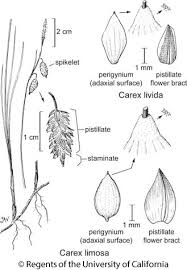 Attēlu rezultāti vaicājumam “Carex limosa fruit”