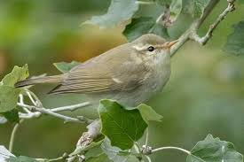 Attēlu rezultāti vaicājumam “Phylloscopus trochiloides adult”