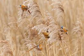 Attēlu rezultāti vaicājumam “Panurus biarmicus female”