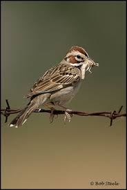 Image result for Chondestes grammacus