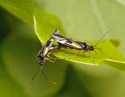 Attēlu rezultāti vaicājumam “Dryophilocoris flavoquadrimaculatus”