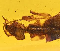 Attēlu rezultāti vaicājumam “Lymexylidae”